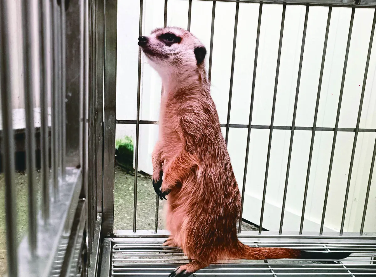 可愛狐獴 迷走三芝街頭吸目光