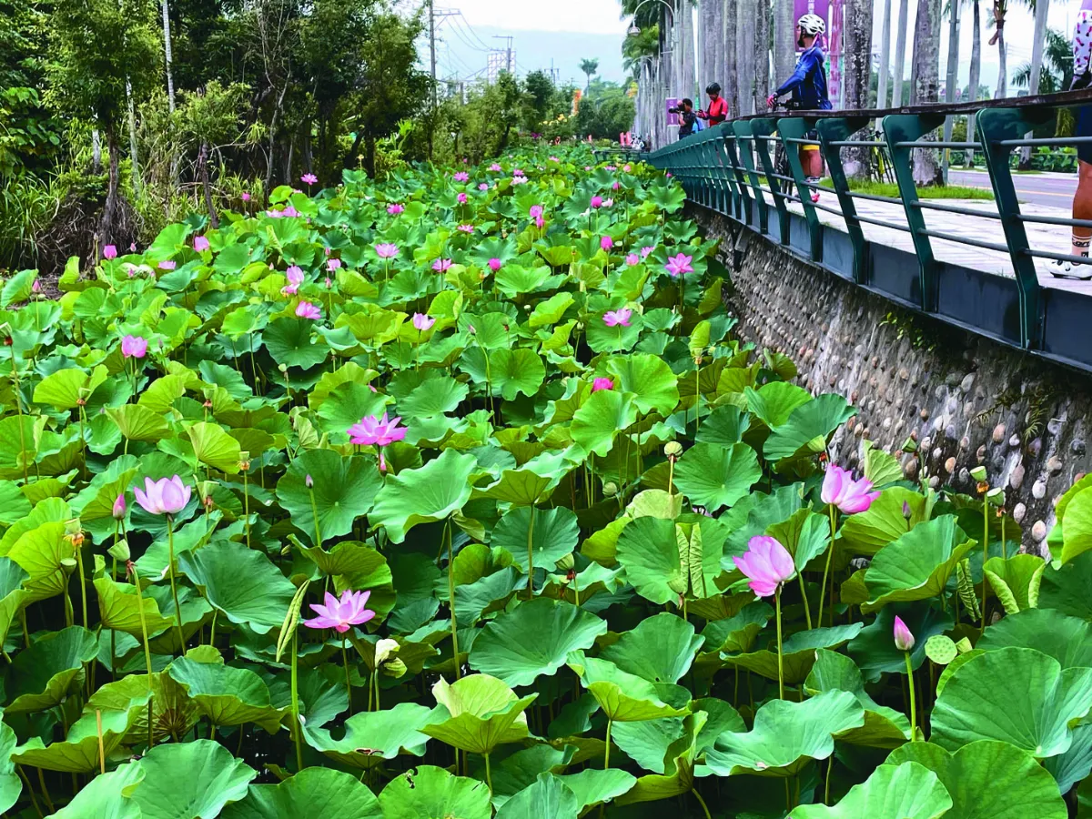 中興新村 荷花怒放