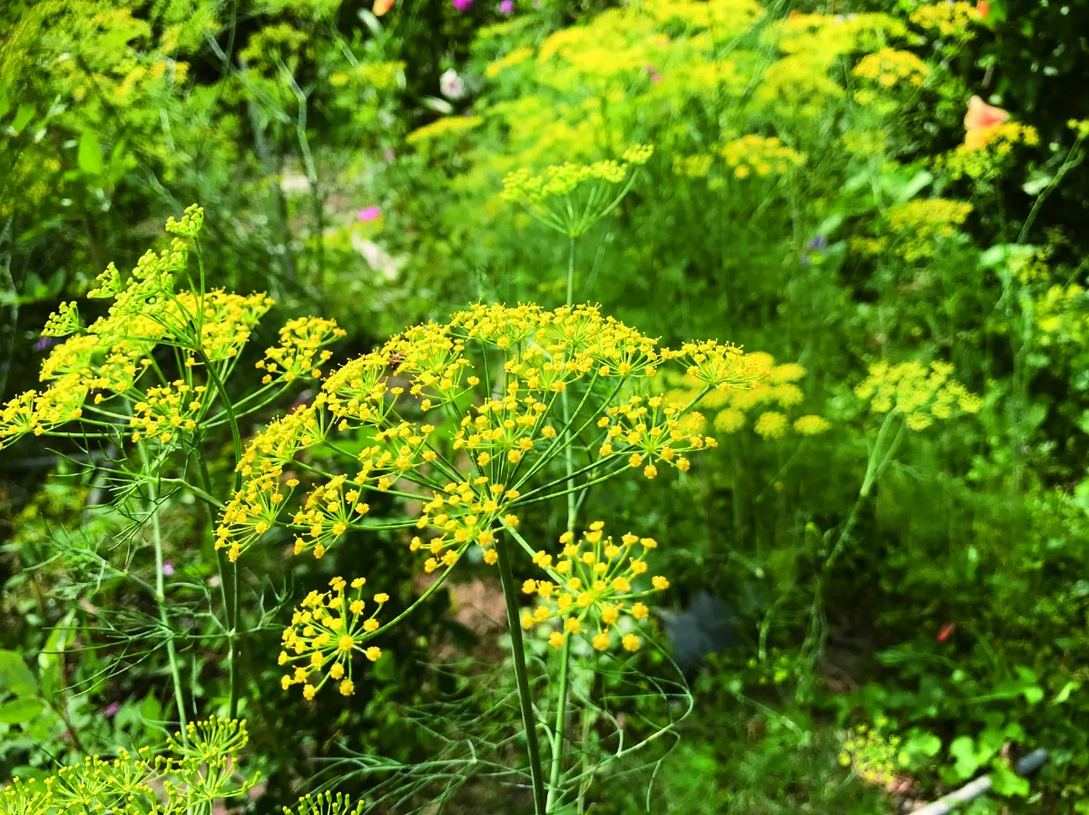 【十步芳草】茴香記 