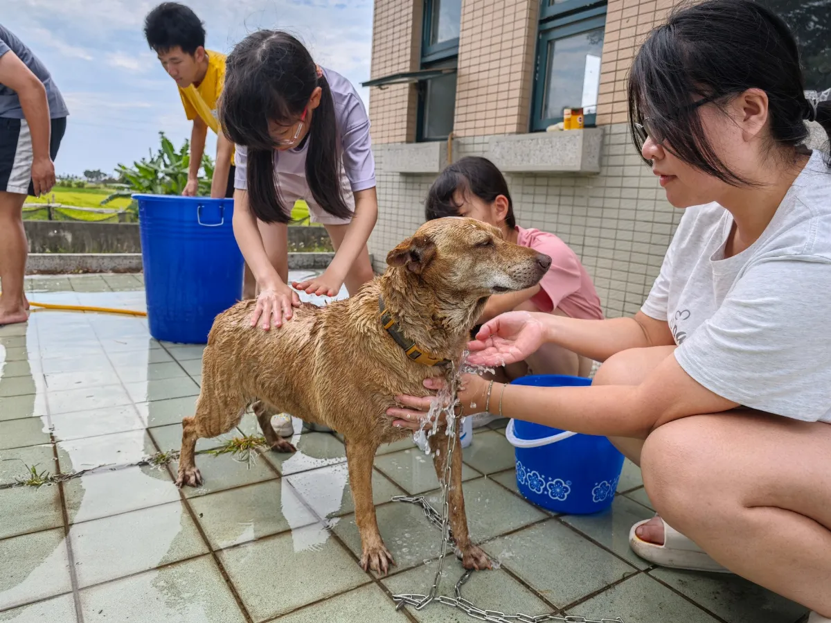 護犬惜生 大學生相約為浪浪洗澎澎