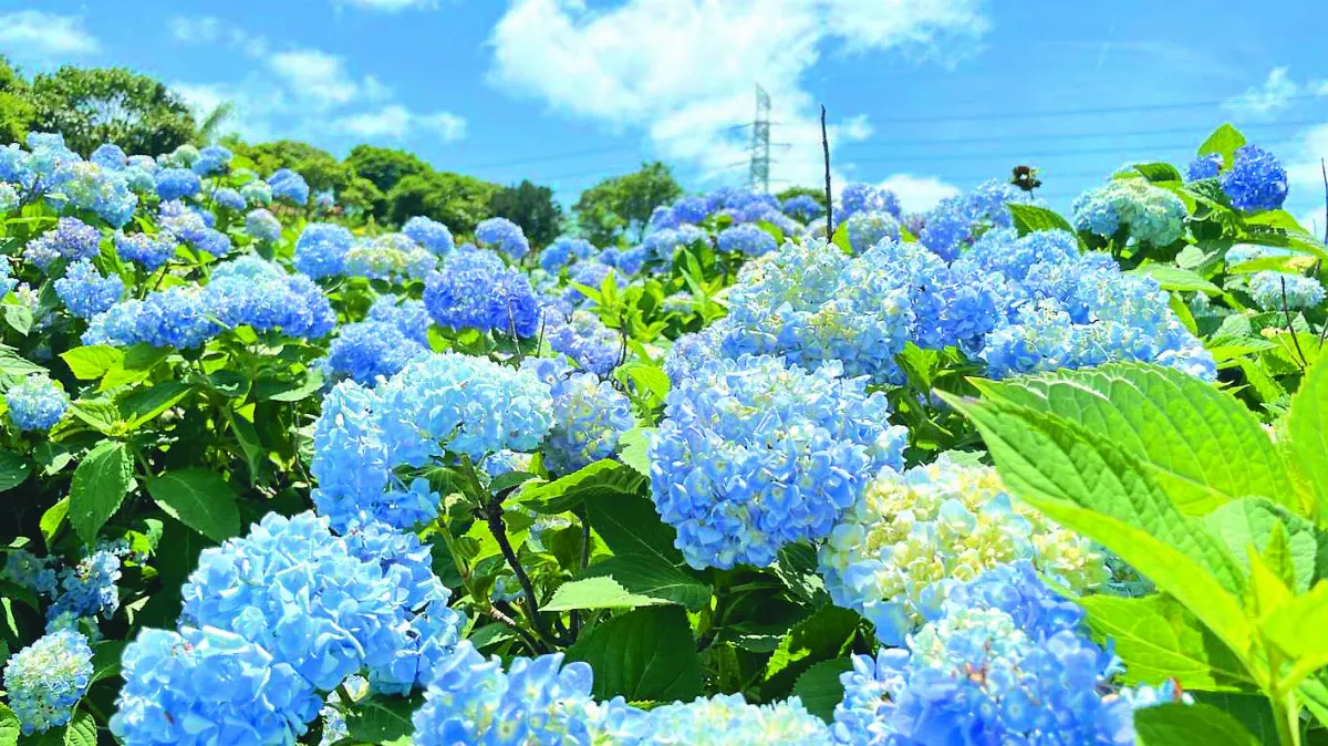 8千坪繡球花 月中盛開