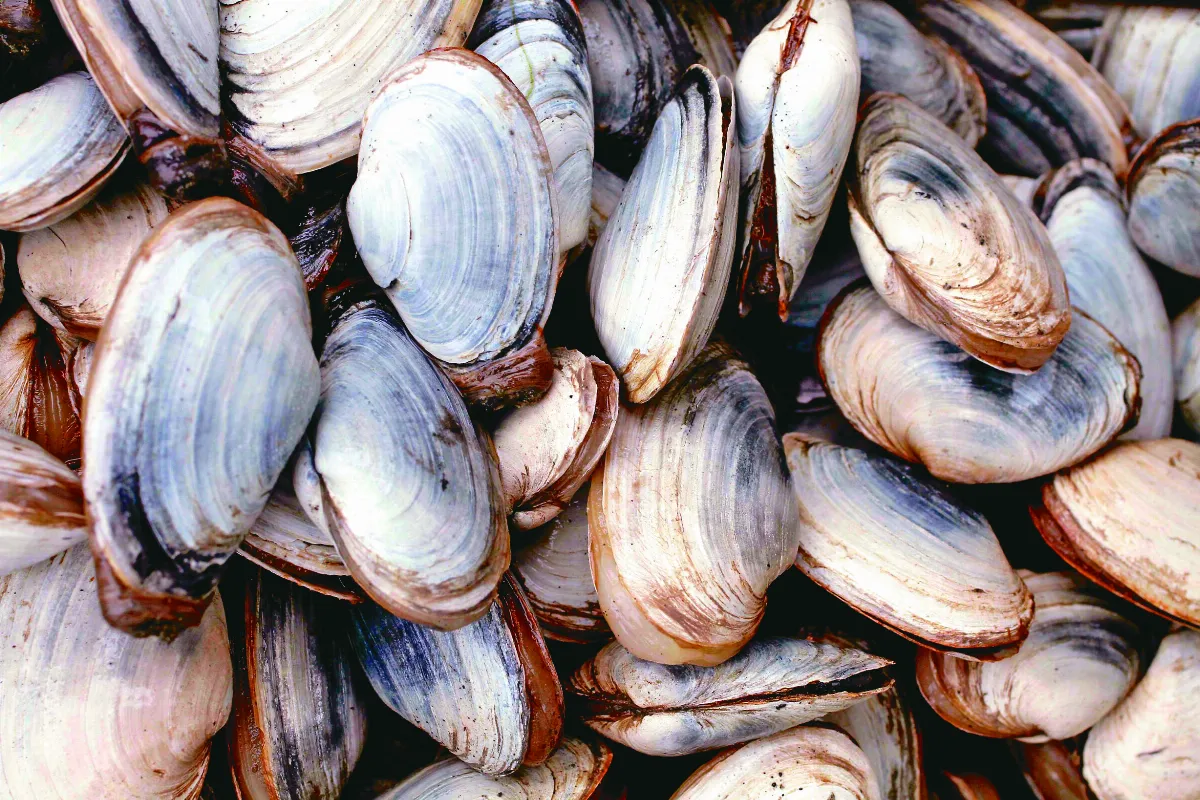 雞心蛤外殼 發現獨特生技材料