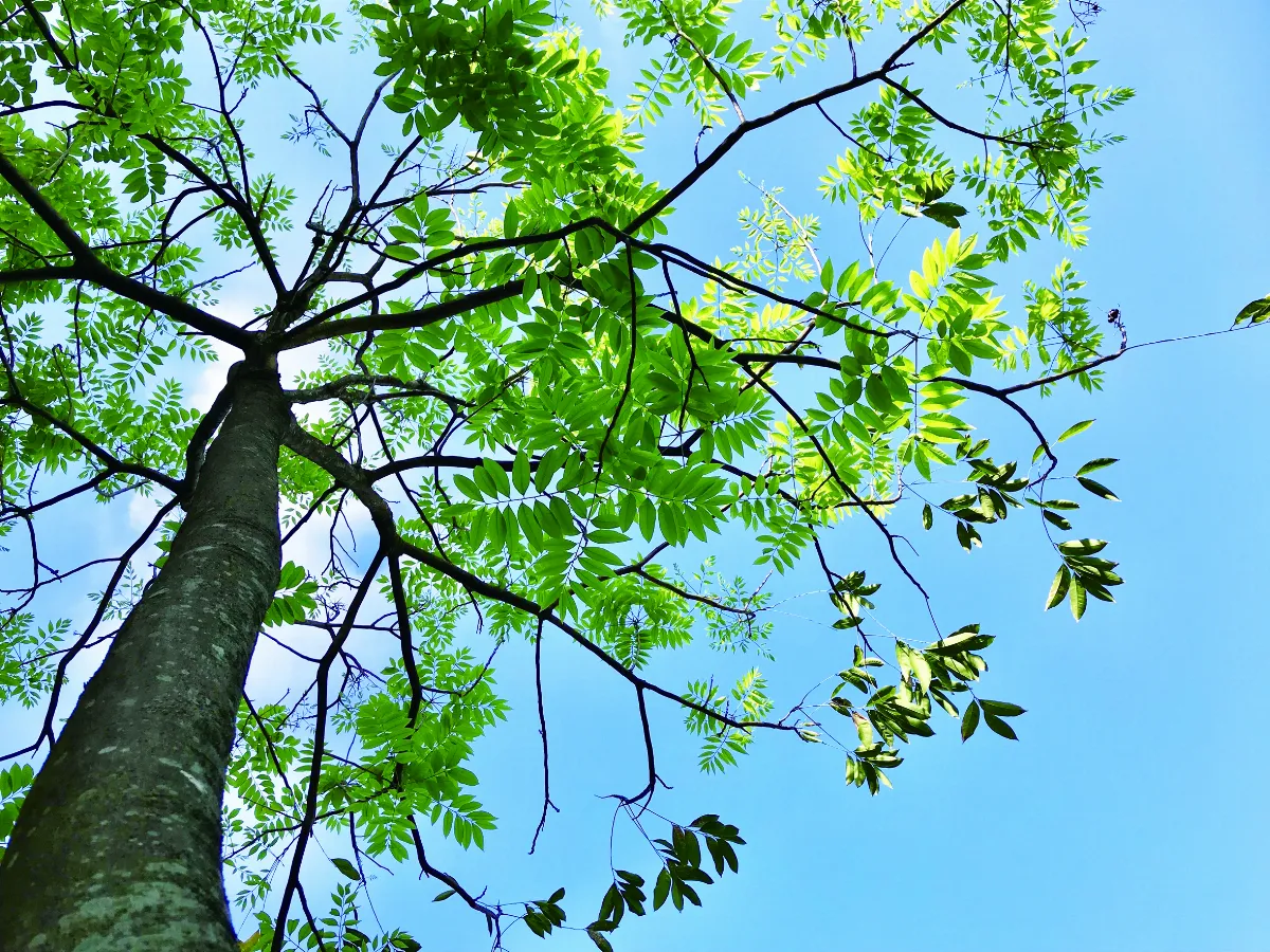 【歲時．節氣】立夏──夏木陰陰正可人