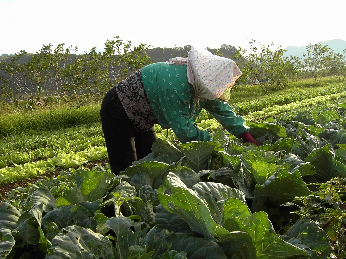 蟲鳥認證 萬物共生 「清淨母語」現身蔬食文化節