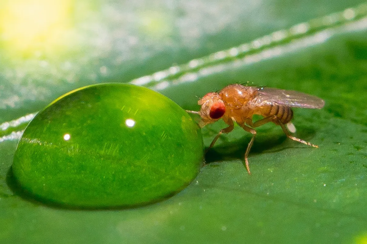 大腦如何選擇性遺忘？果蠅實驗揭露祕密
