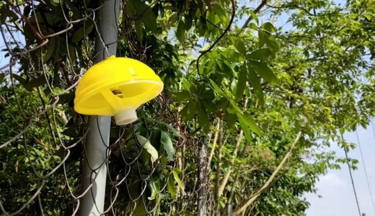 防範果香易招蟲害 一盞盞護果神器高高掛