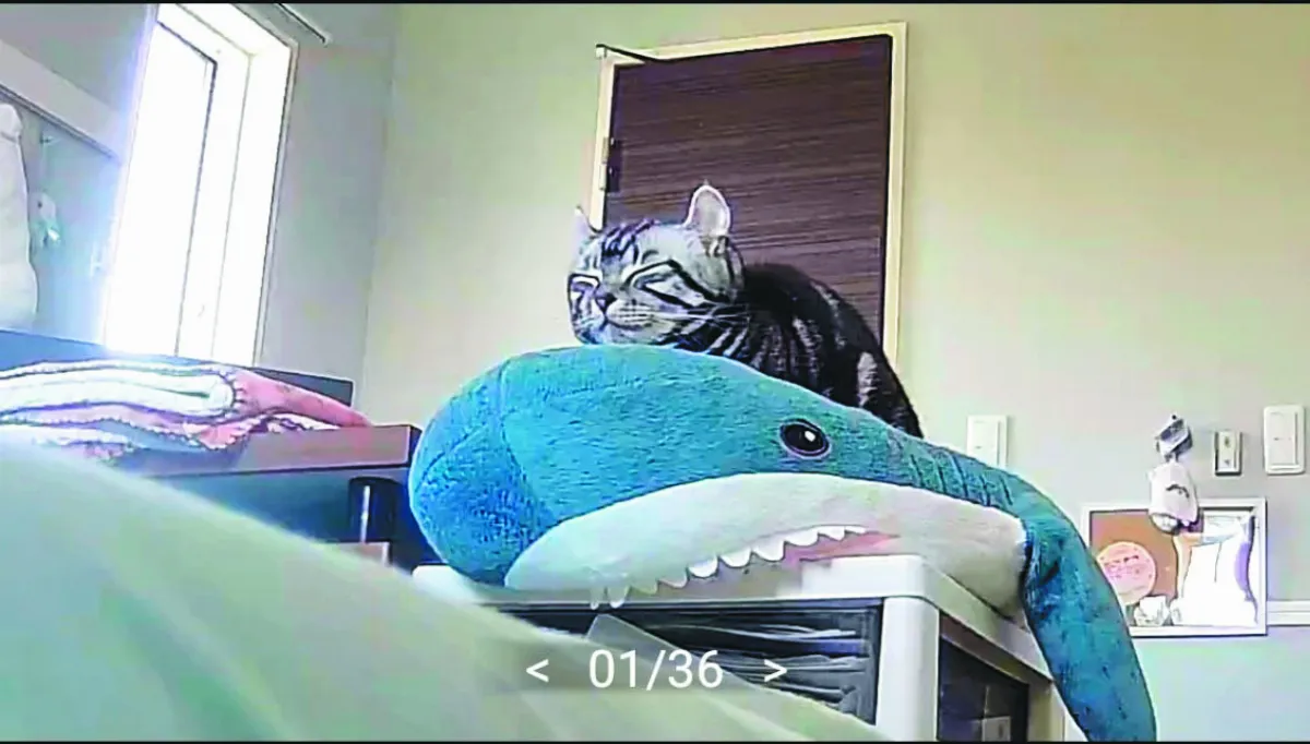 貓騎沙魚睡午覺 萌樣療癒網友