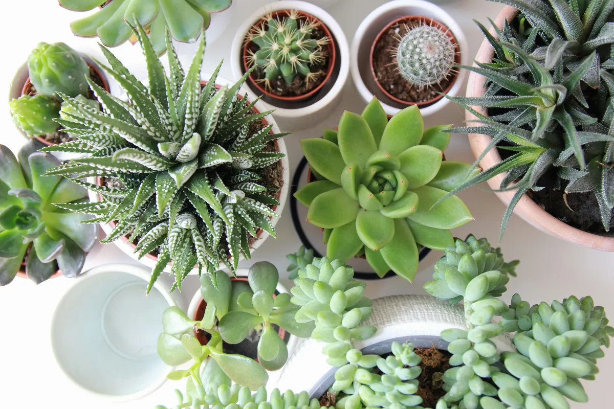 【創作花園】種植物好心情