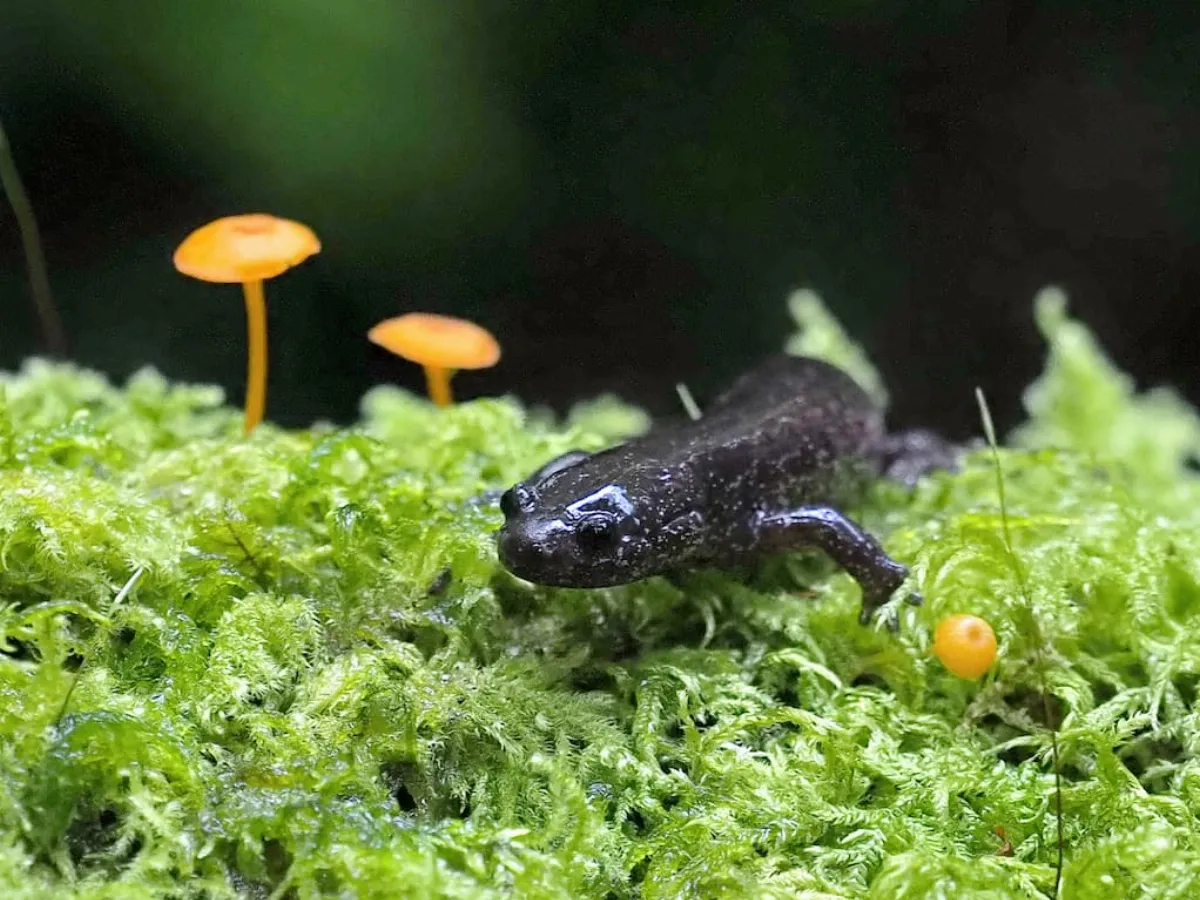 走進雲霧森林看山椒魚  生態特展延長至7月