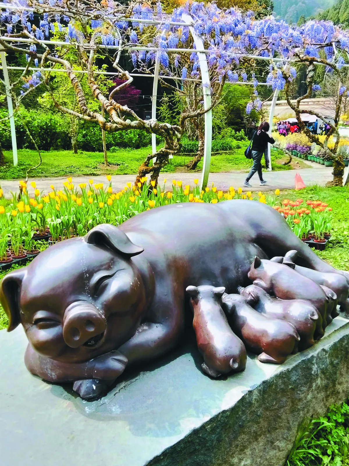 【生活快門】豬寶寶喝奶囉