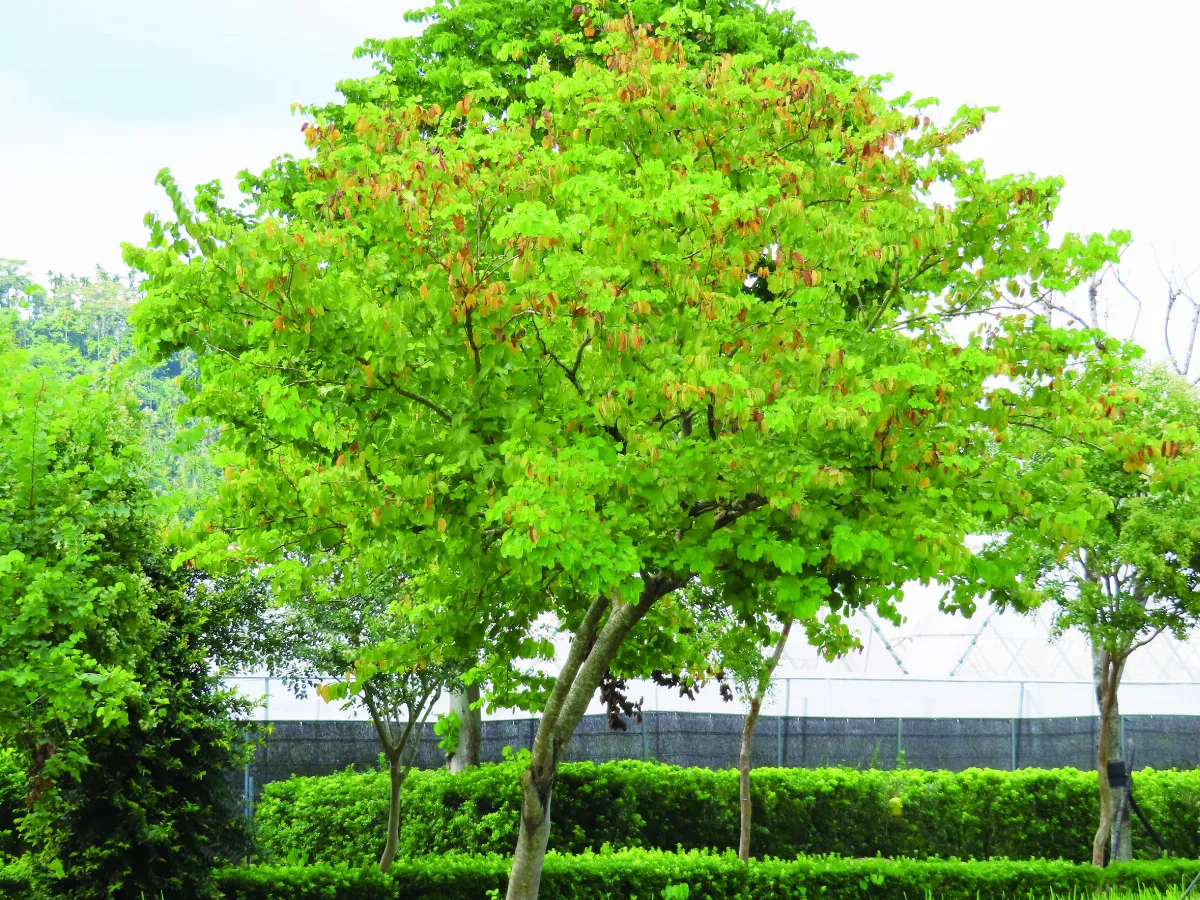 【草木堪為友】一樹紅艷的行道大使 南洋櫻花羊蹄甲