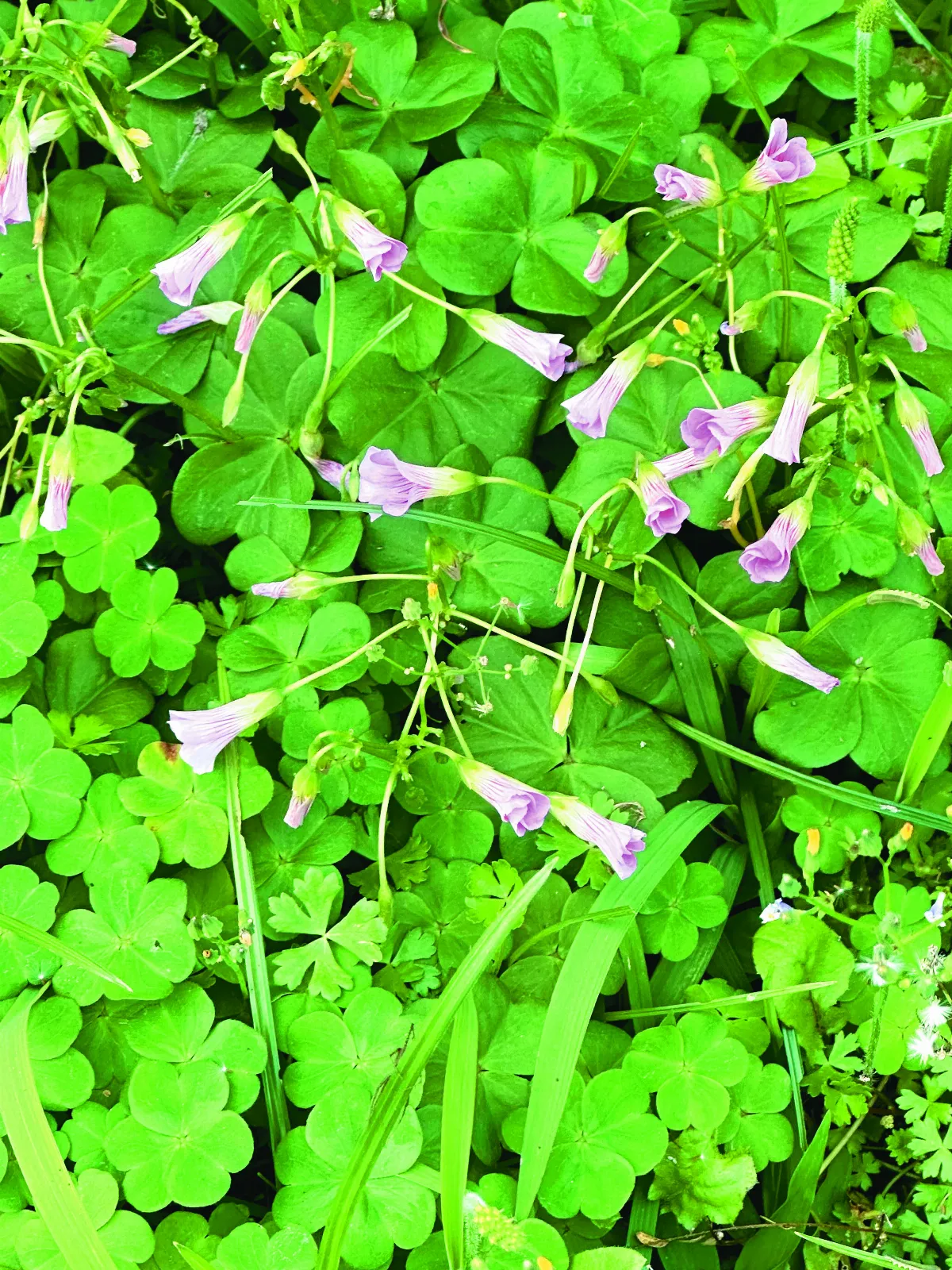 【綠手指日記】拔除酢漿草
