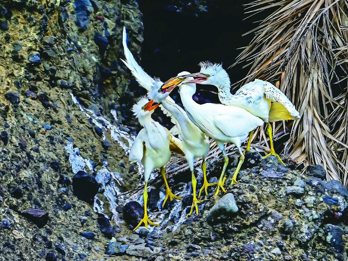 三仙台 黑白岩鷺育雛傳奇