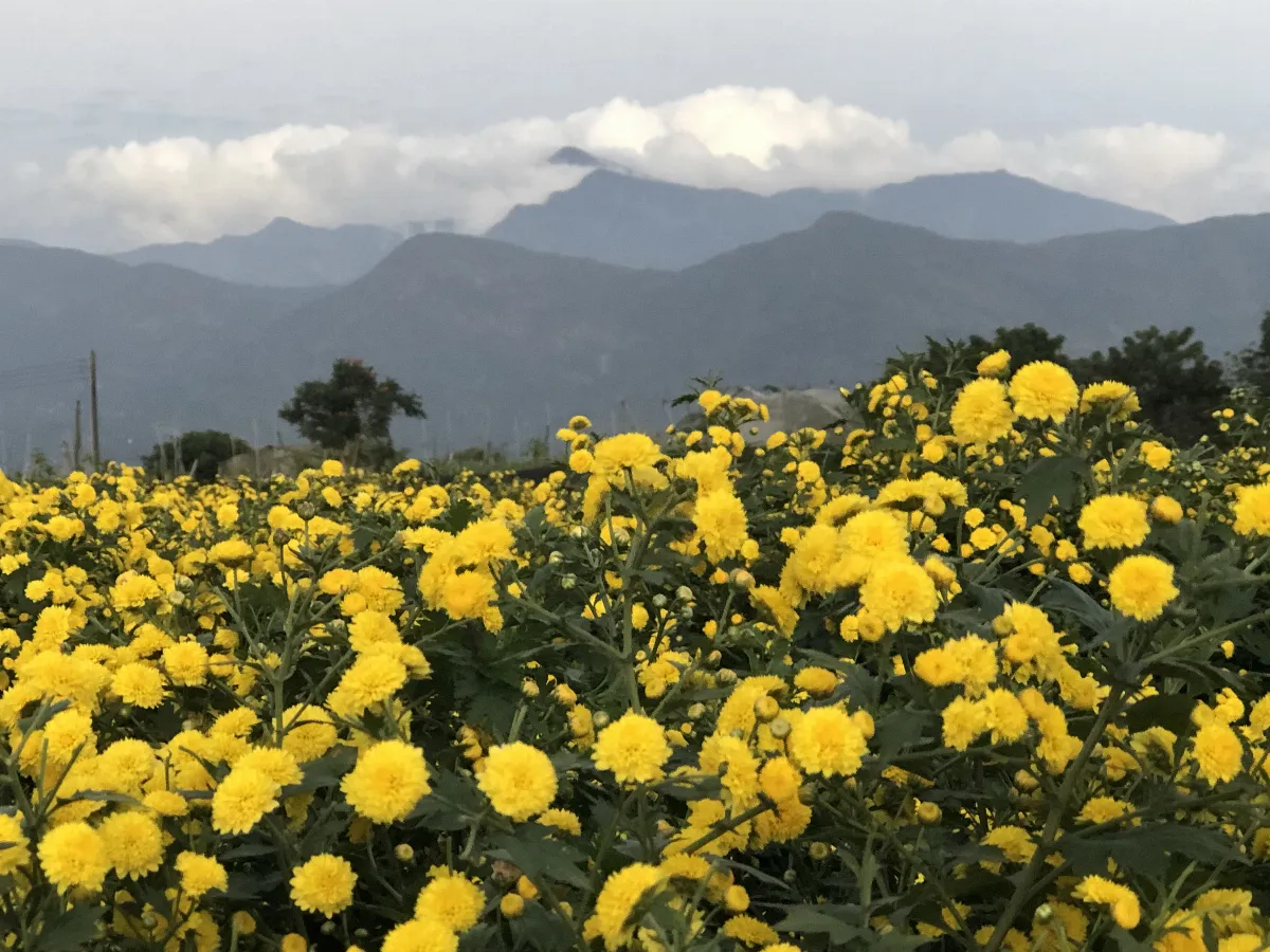 小農現身說法 天菊與雨來菇背後的故事