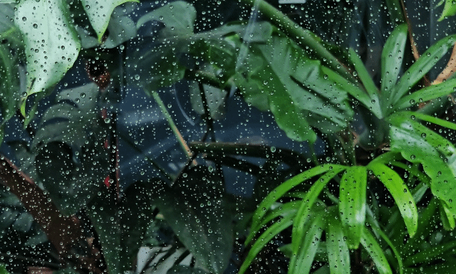 星雲說偈：識得面目