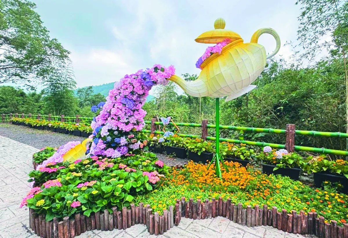 桃園繡球花 花湯滿溢