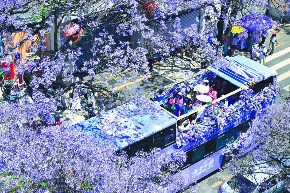 昆明藍花楹盛放