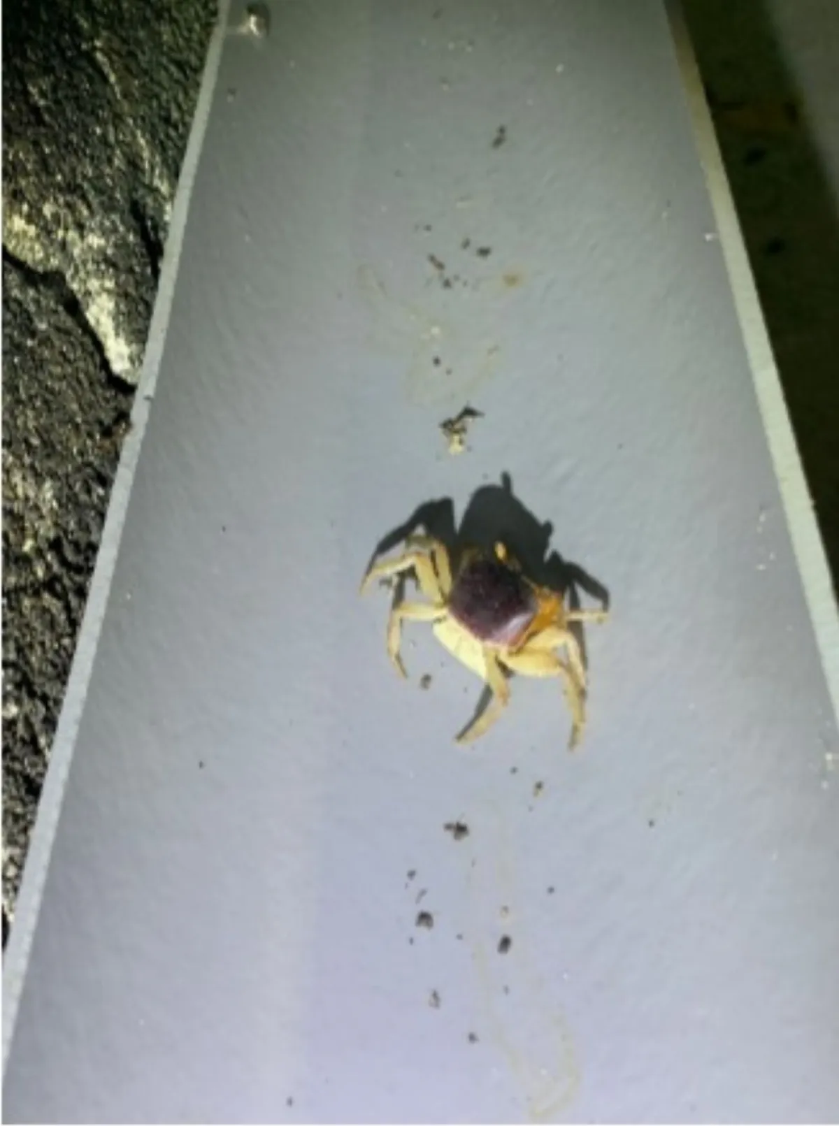 水管涵洞保護陸蟹免遭路殺 農業部生多所實驗登國際期刊