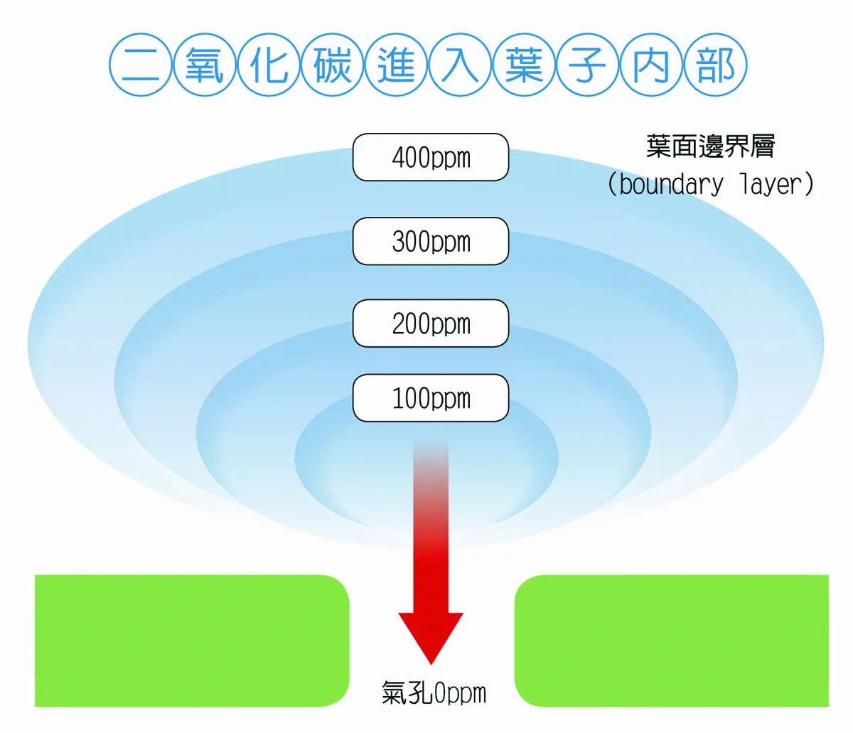葉面邊界層 吸收二氧化碳