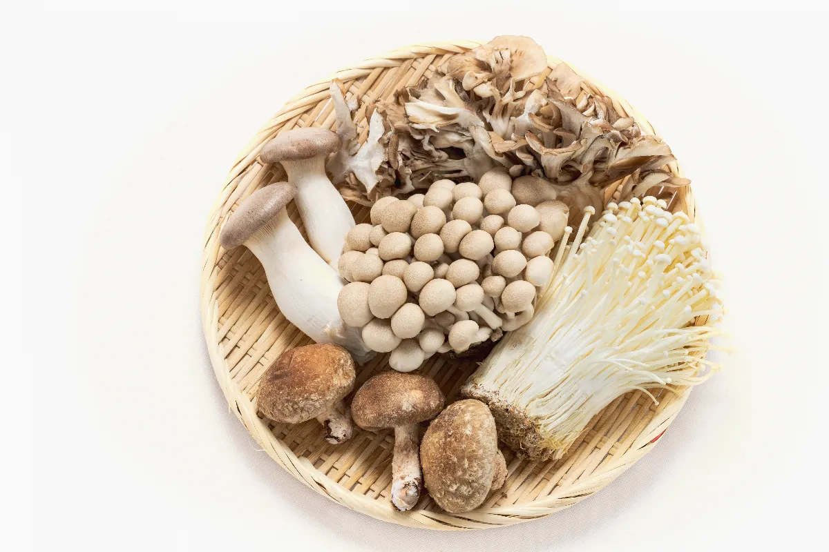 菇類該冷藏還是冷凍？ 營養師建議最美味保存方法