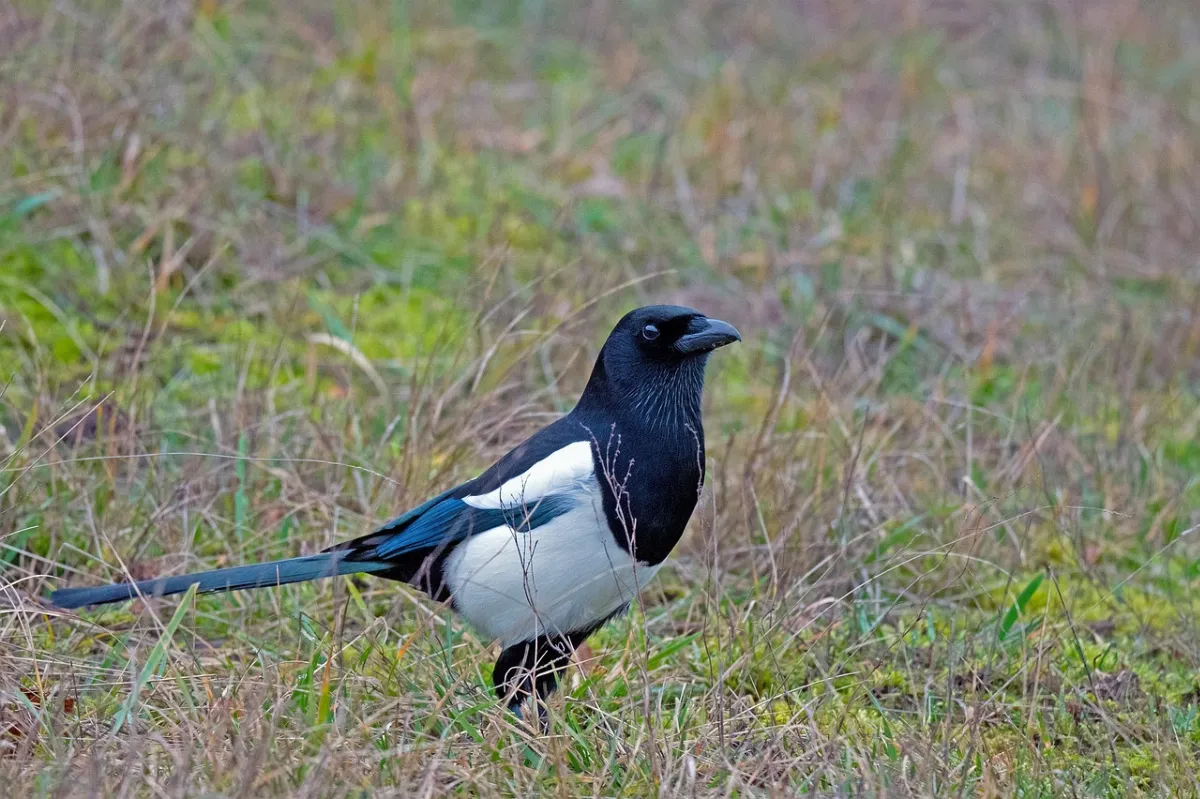 鴉科鳥類智商高