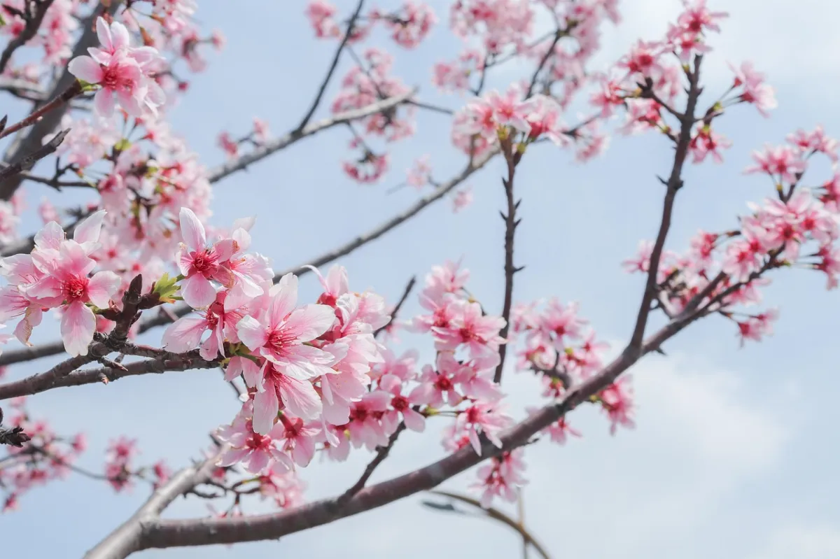 【展讀自然】明年，桃花還會開嗎？