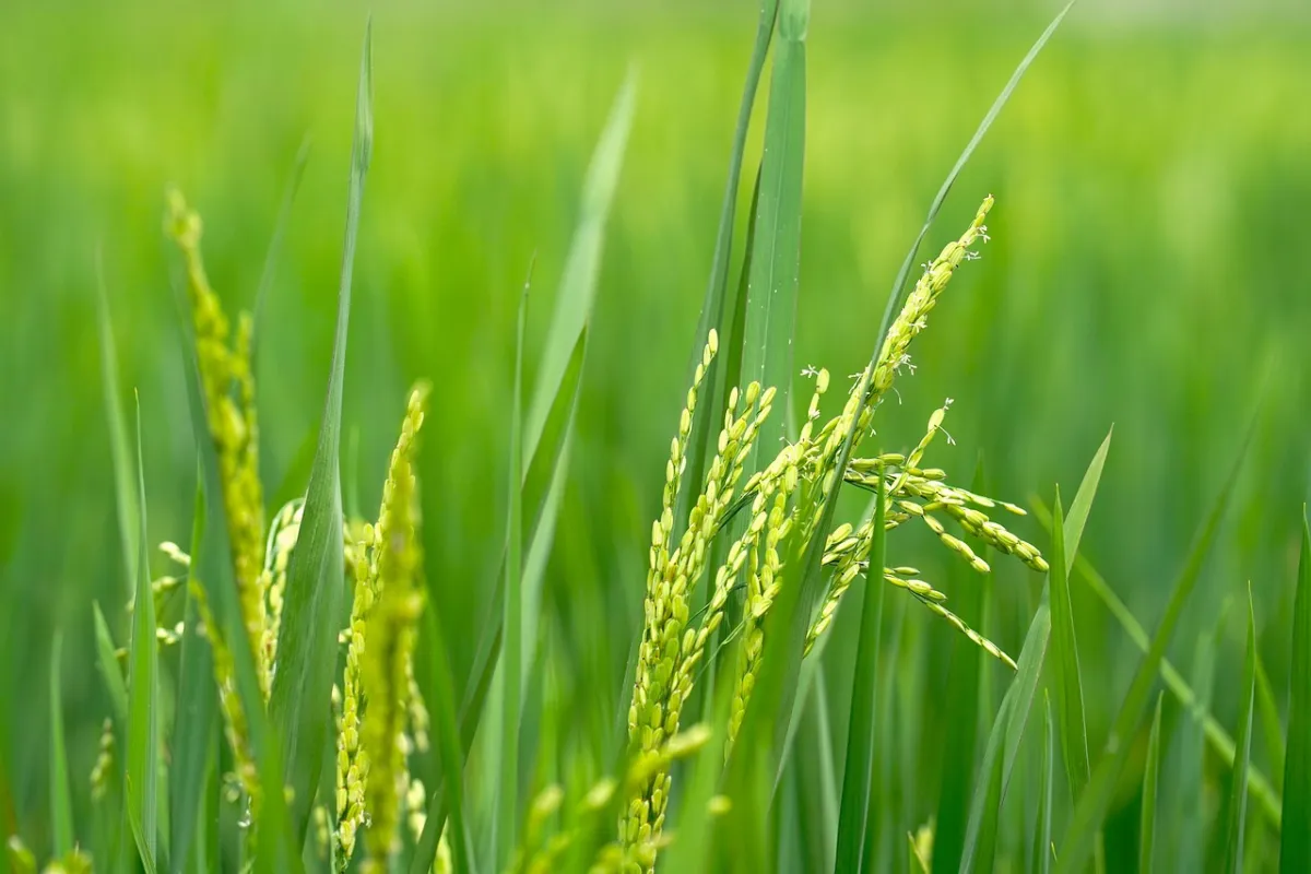 【歲時．節氣】小滿──綠陰幽草勝花時