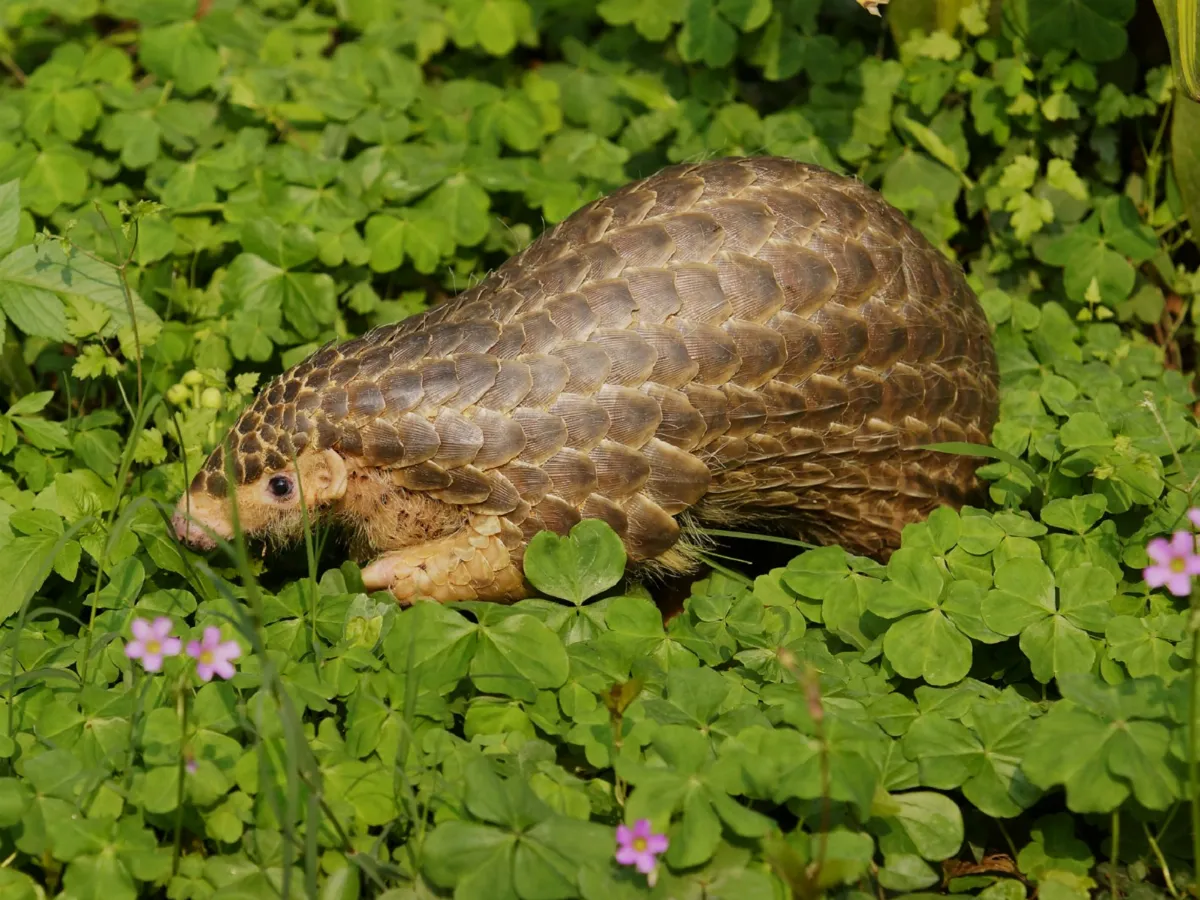 屏科大建追蹤網 穿山甲保育成果登國際