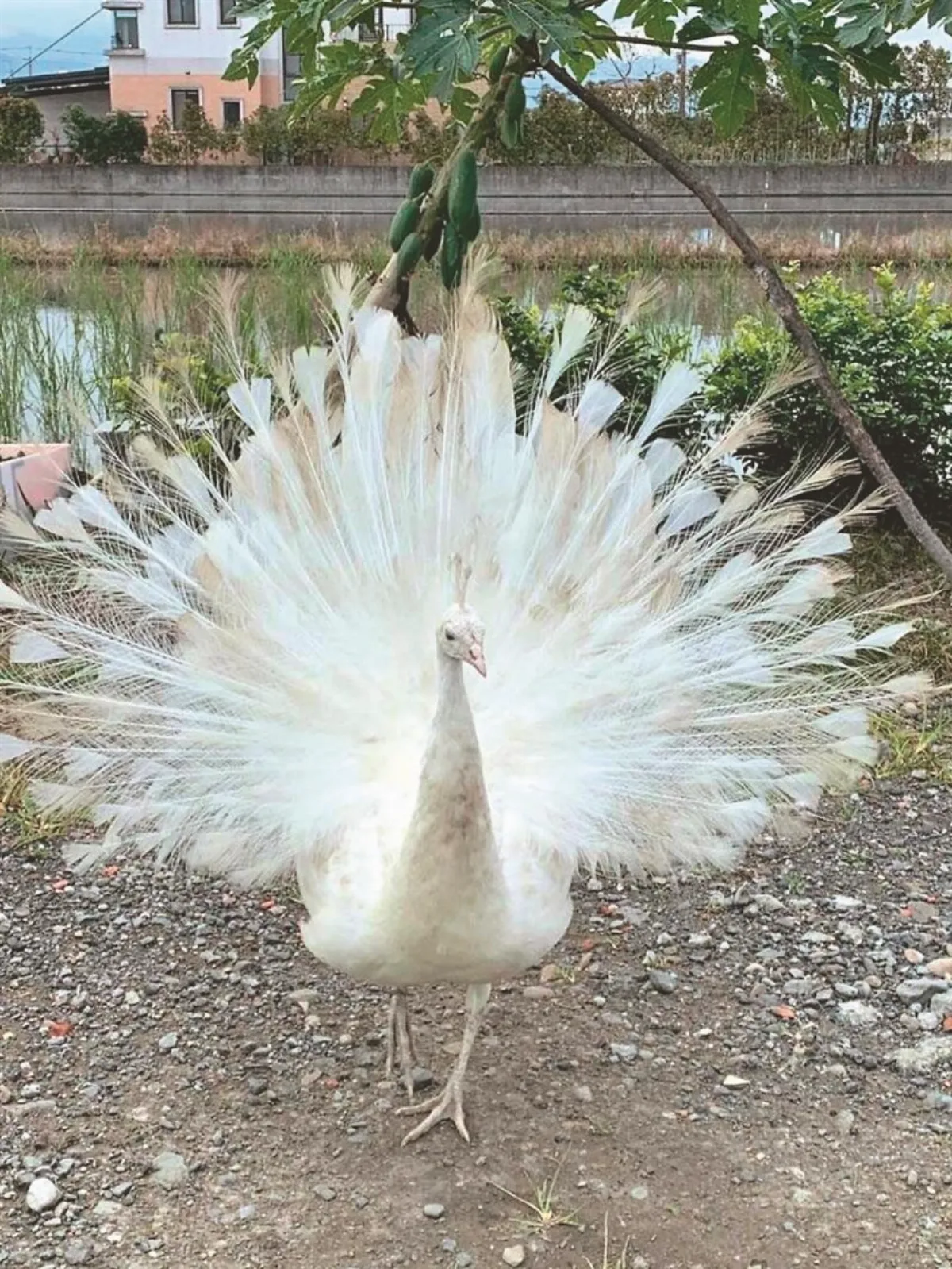 宜蘭白孔雀逛大街 開屏如雪花紛飛