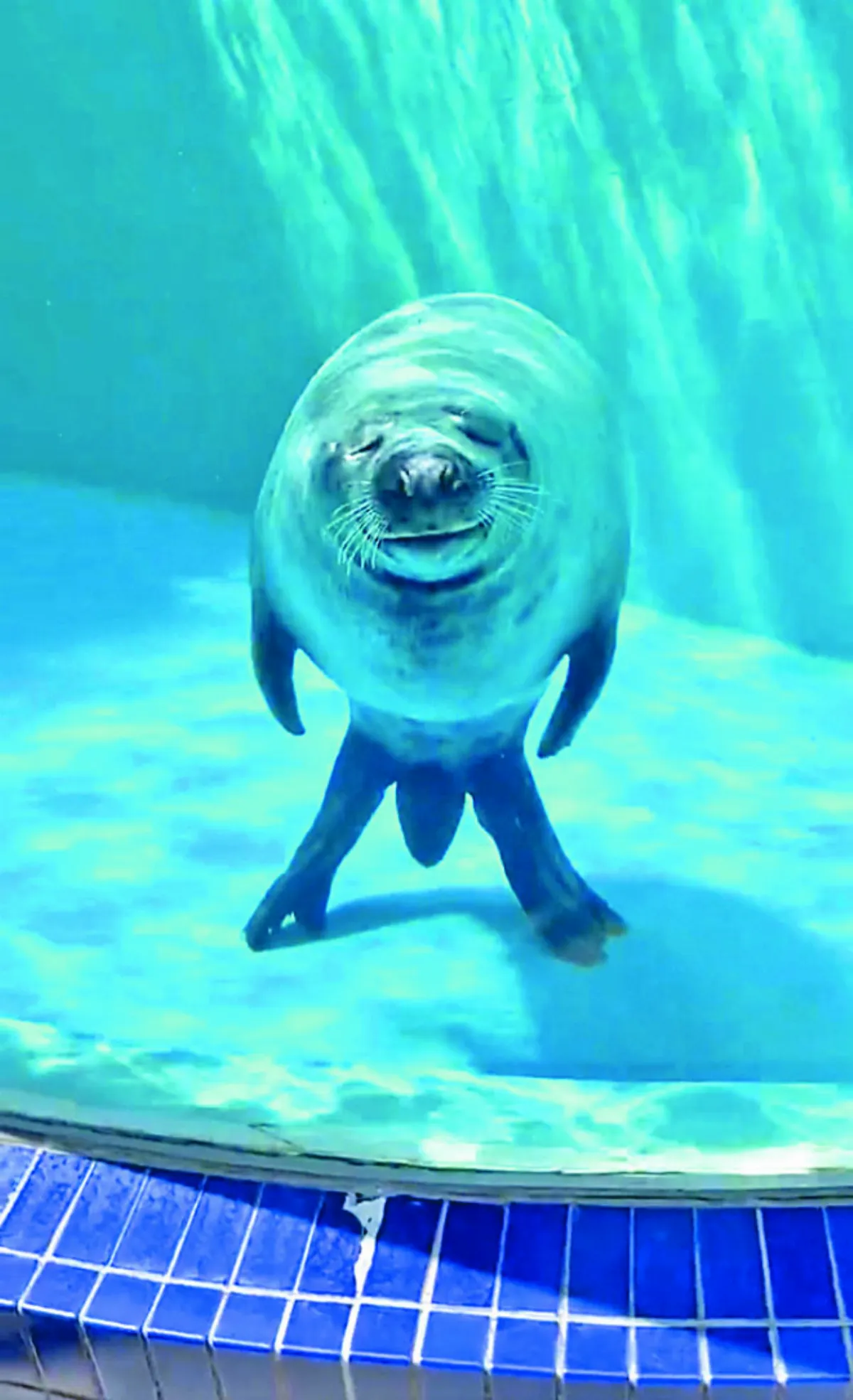 水族館海豹突站立微笑迎客 萌翻