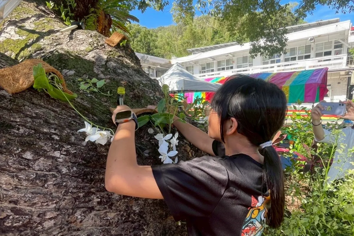「白花蝴蝶蘭」返台東復育   眾人期盼在原生地重新繁盛