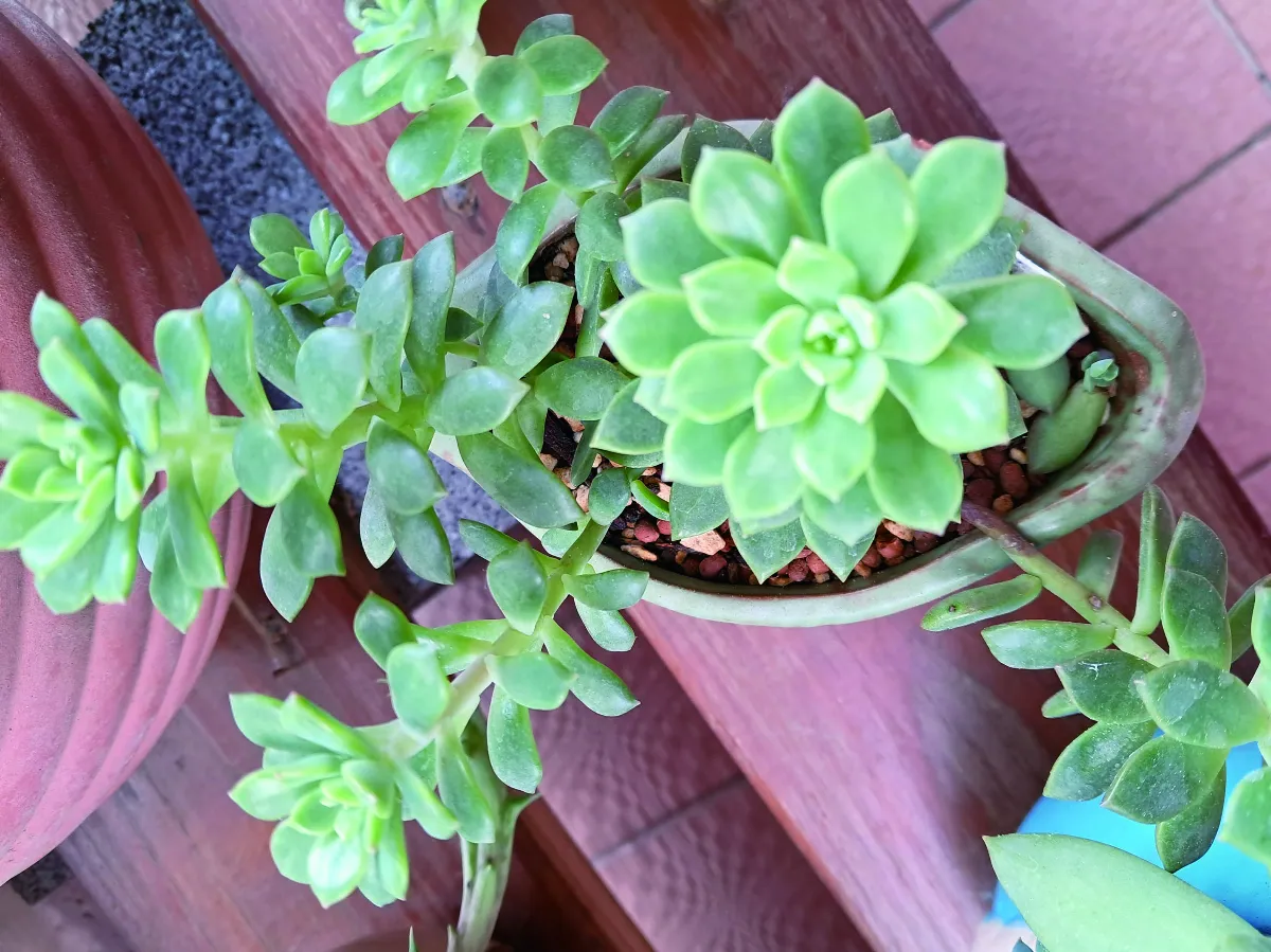 【蒔花物語】一眼愛上小胖葉 多肉植物萌萌噠