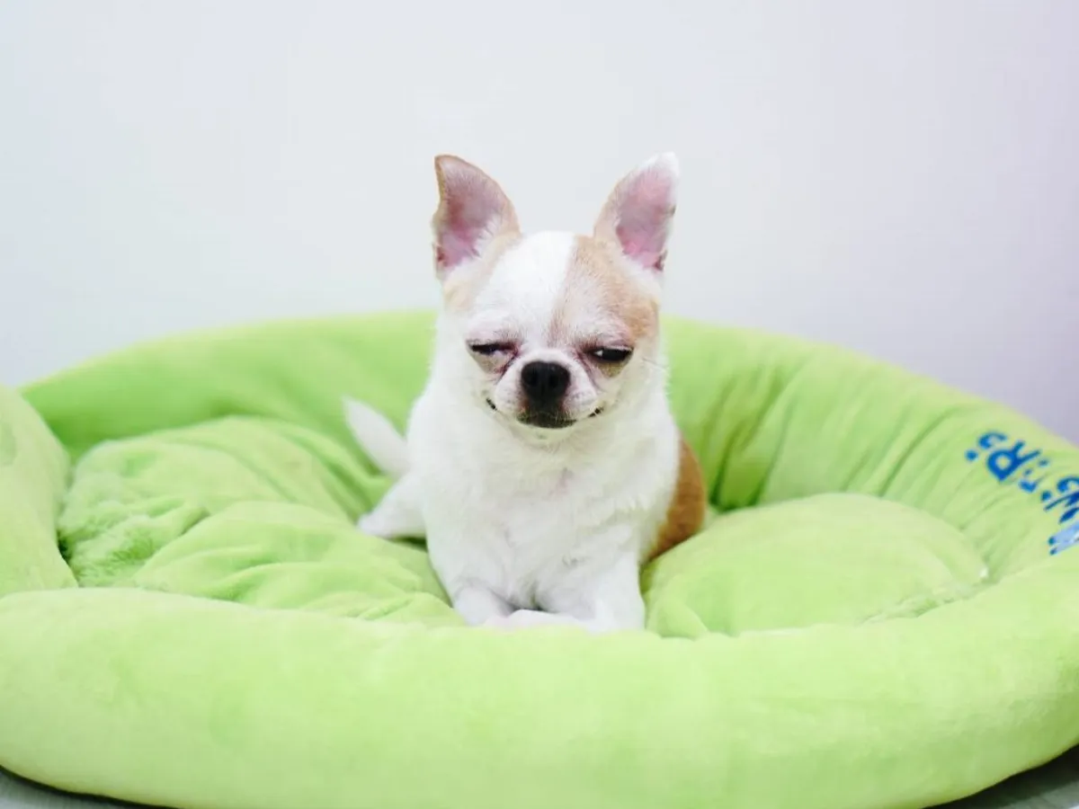 汪睡不穩？狗床別放這「5大地雷區」