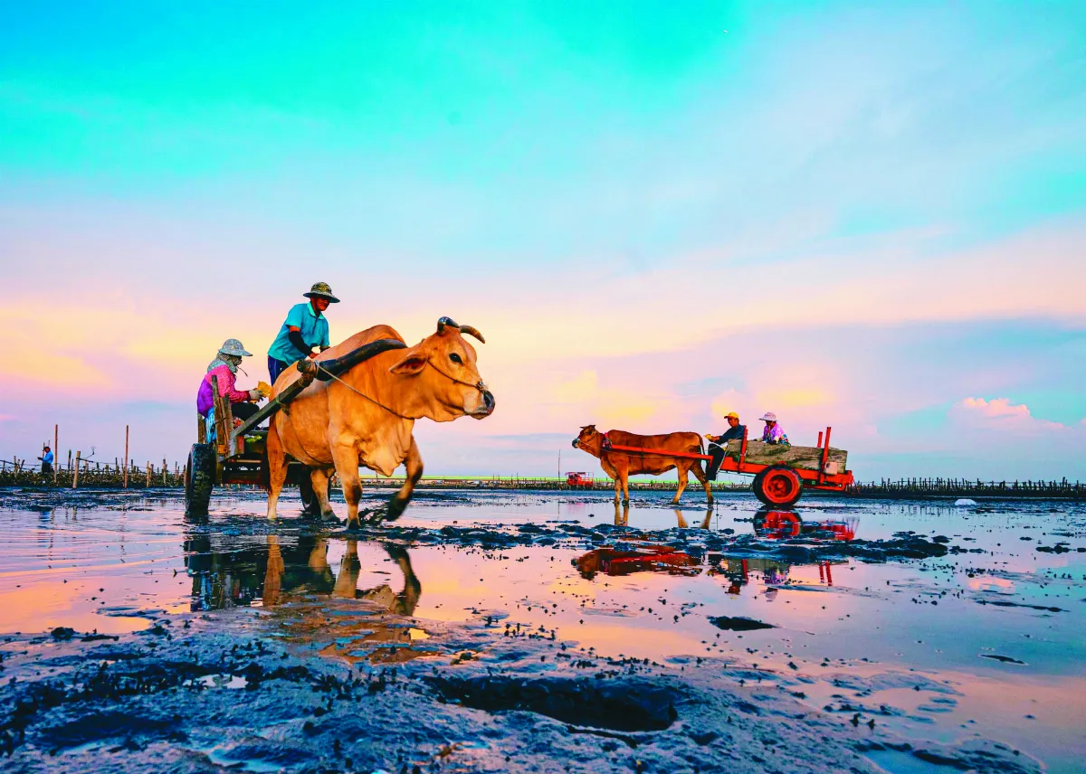 彰化．芳苑 溼地夕陽映水天 花跳招潮舞翩翩