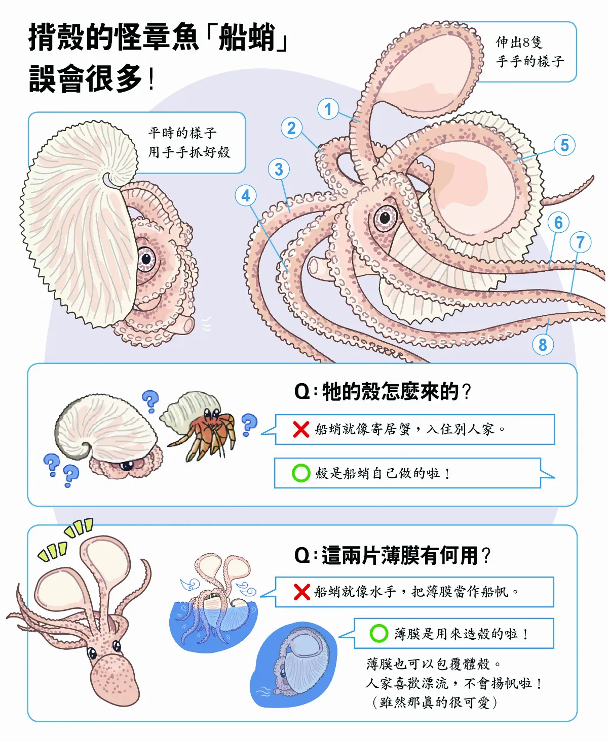 【玉子手札】船蛸