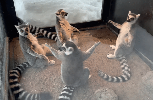 狐猴集體神祕儀式  預備等待奇蹟降臨？