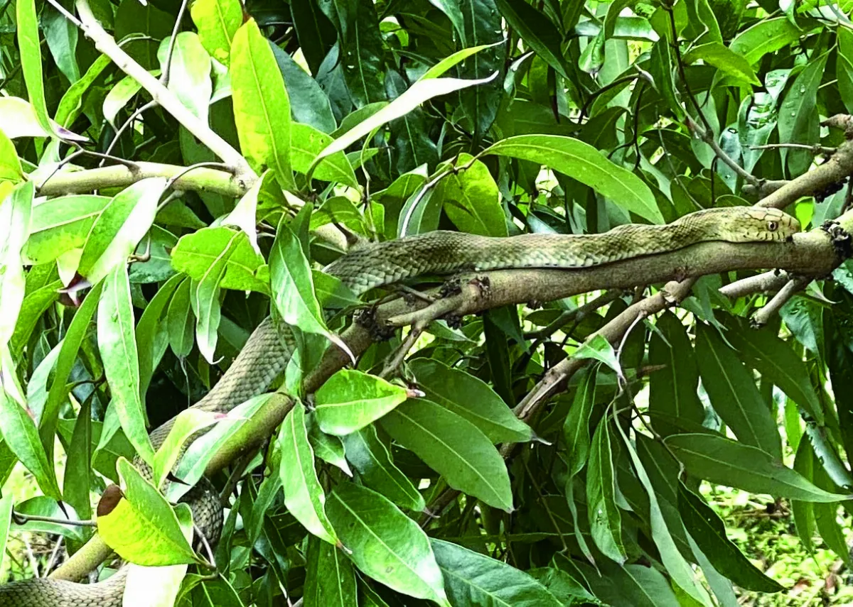 【獻給動物朋友的詩】蛇來蛇去的夏天