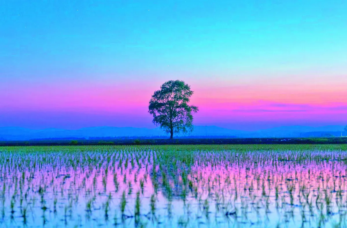 幻彩天光映水田