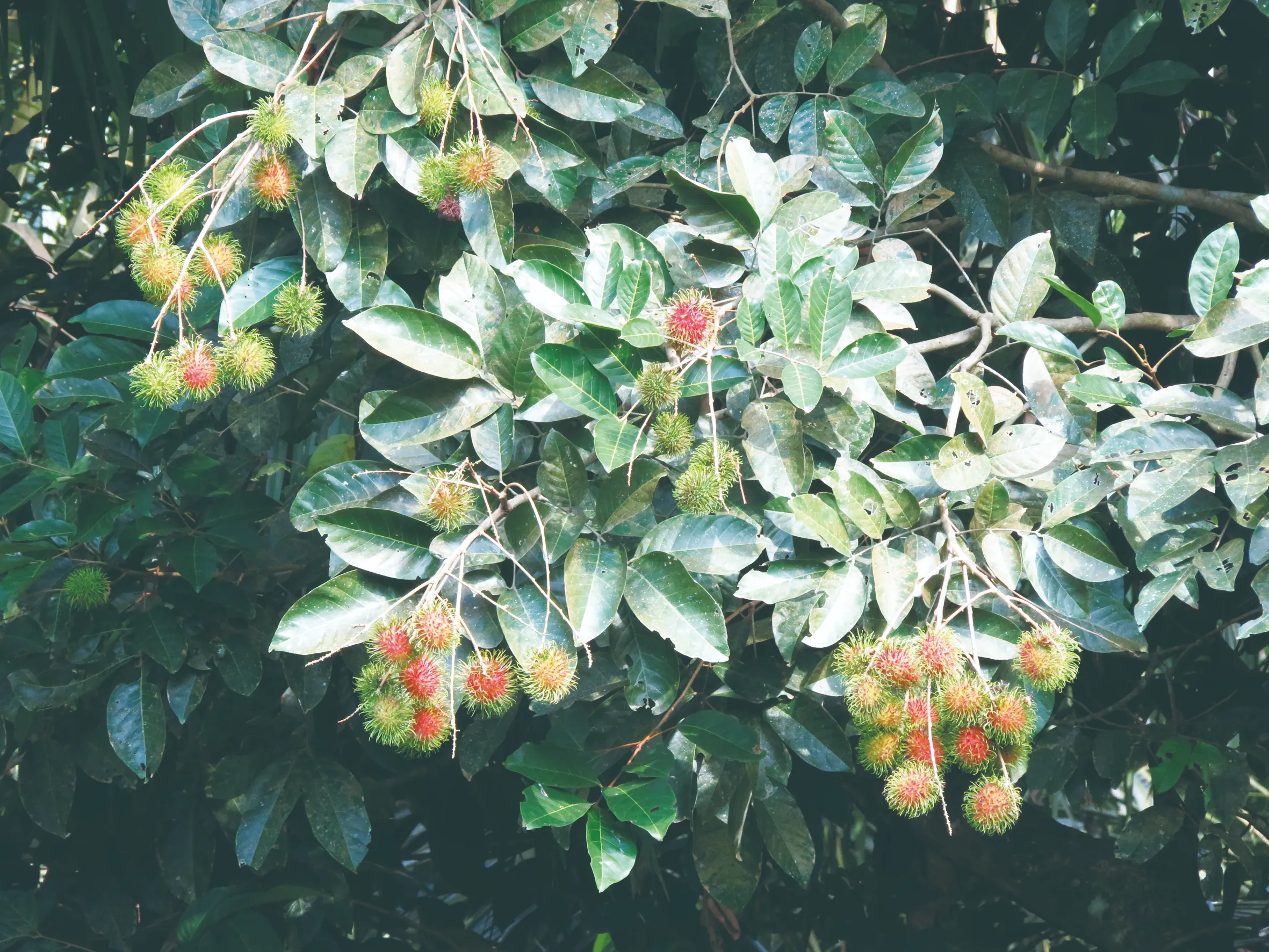 【草木堪為友】毛茸茸的果實紅毛丹