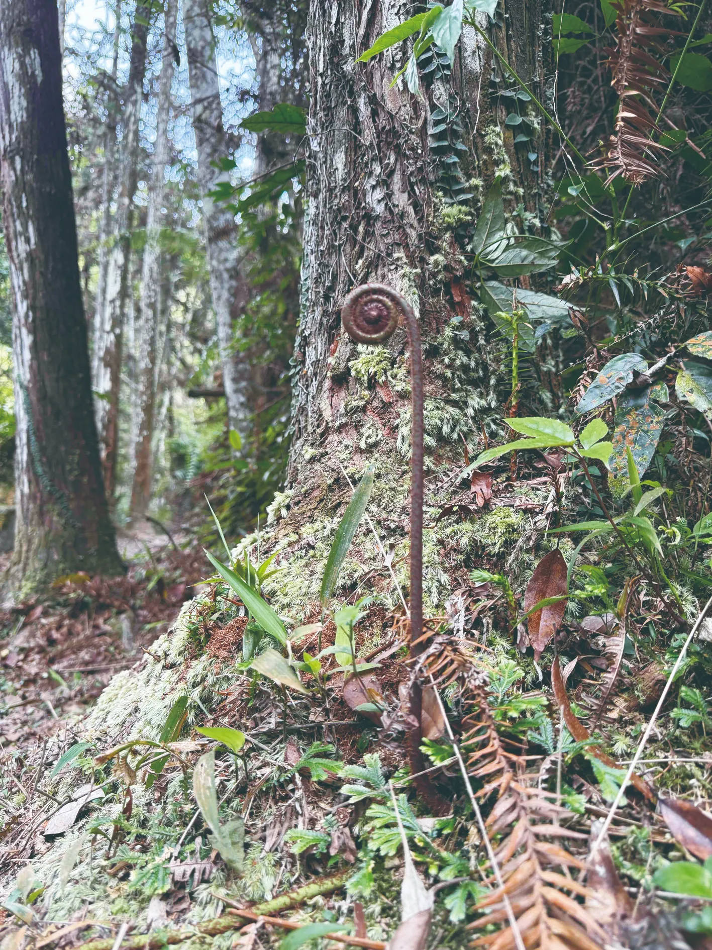 【植感時光】蕨美森林有桐花