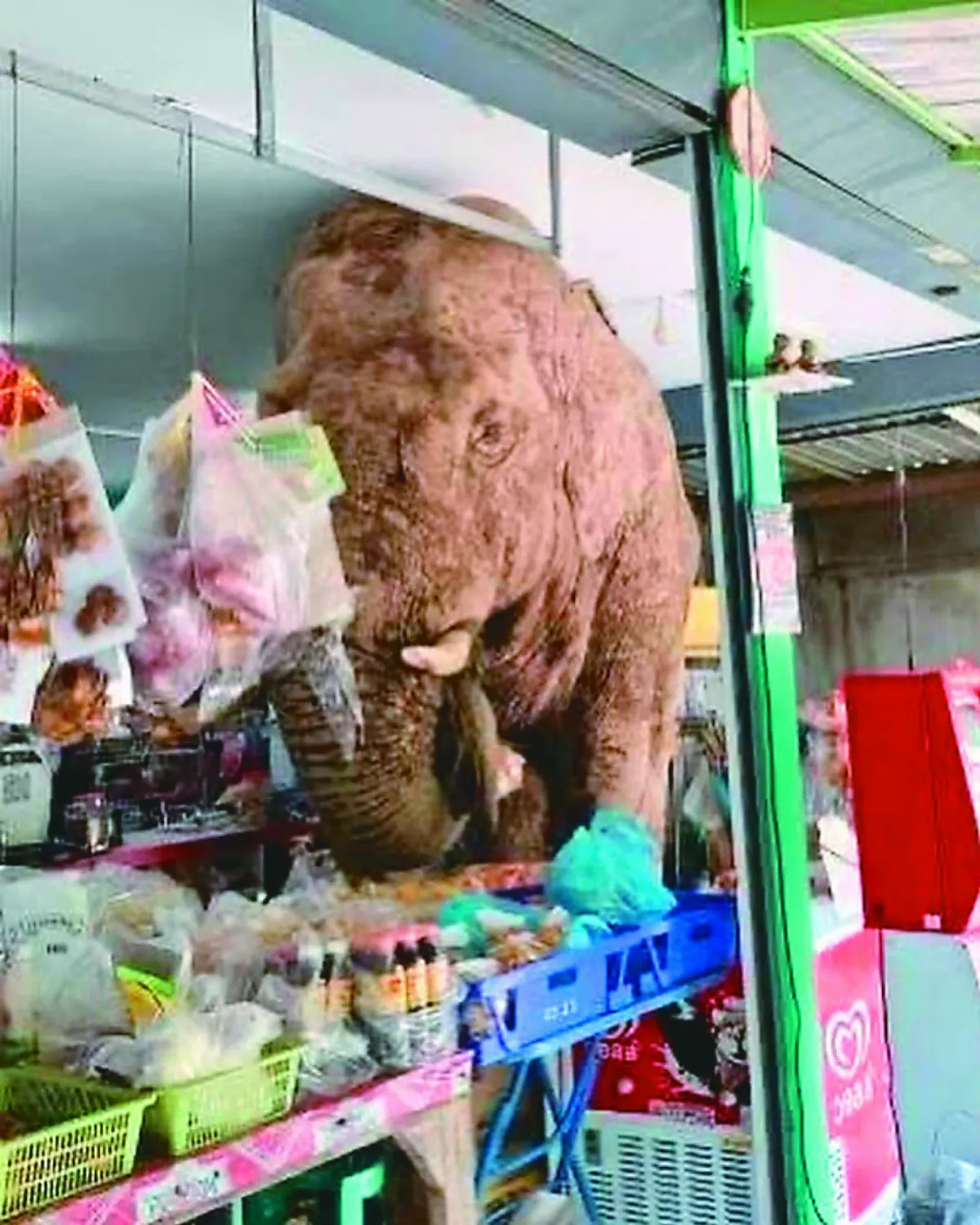 野象闖雜貨店掃貨 狂吃甜餅雞蛋