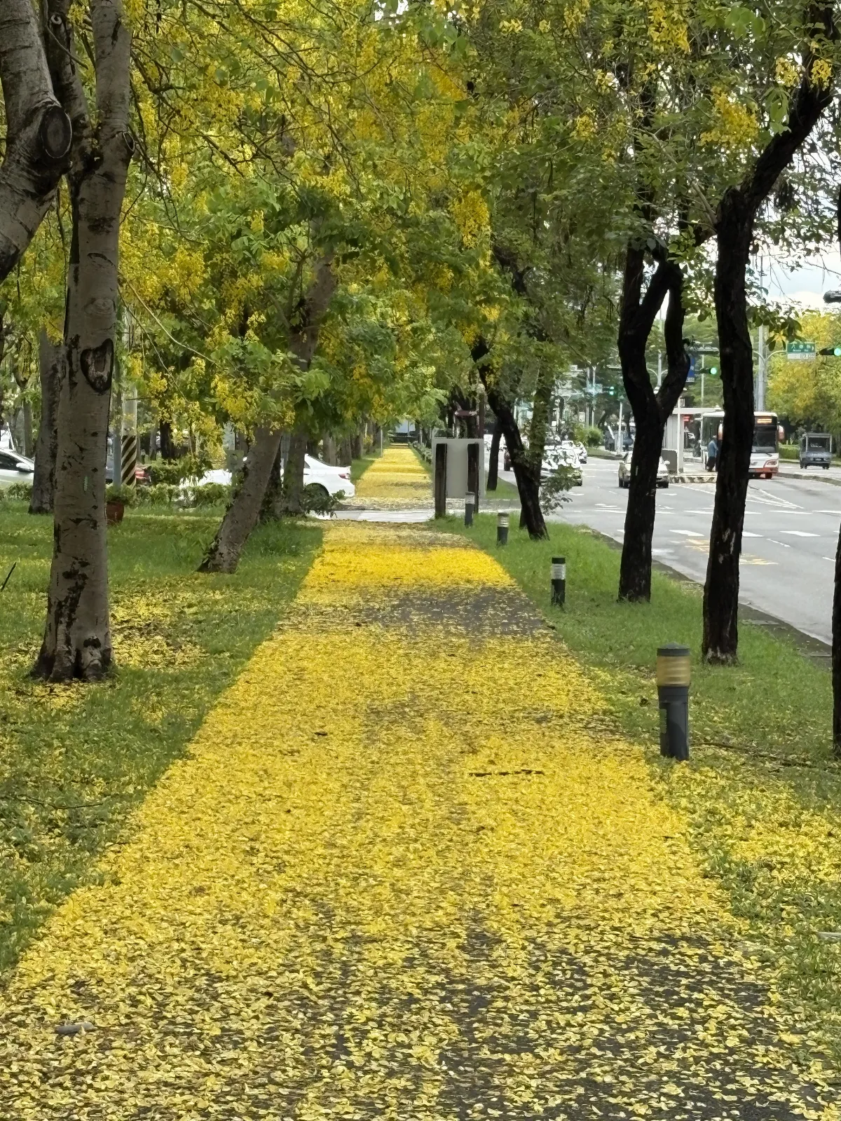 嘉義市季節美景 阿勃勒黃金地毯
