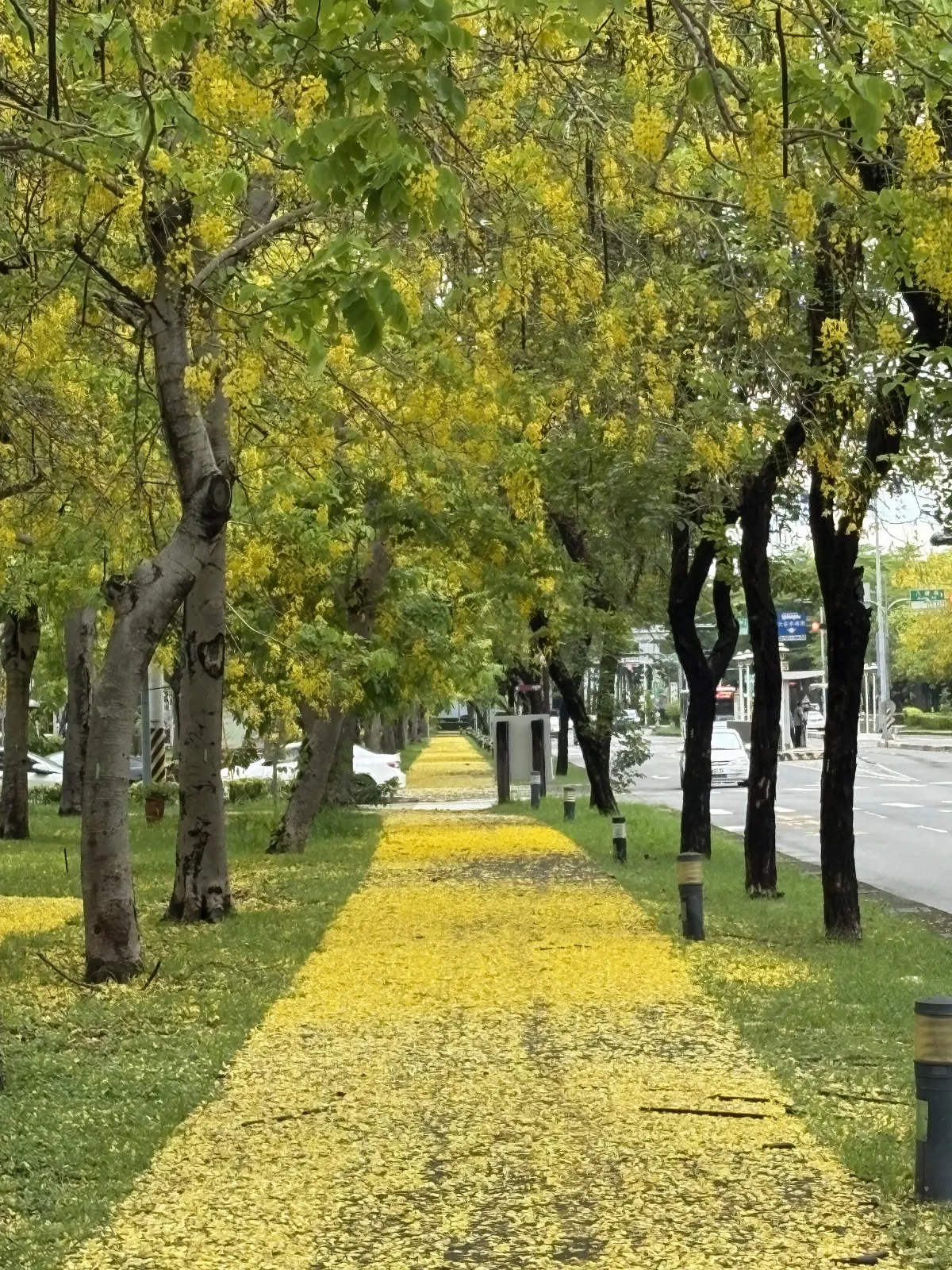嘉義市季節美景 阿勃勒黃金地毯