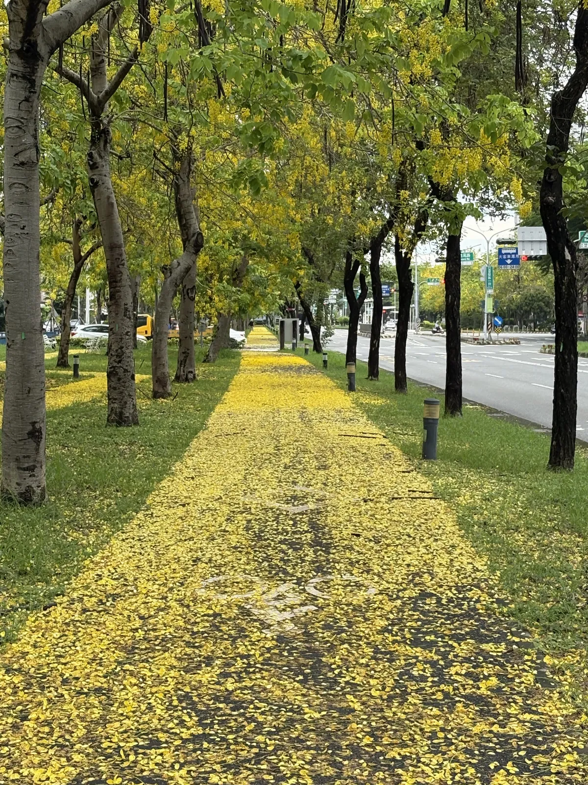 嘉義市季節美景 阿勃勒黃金地毯