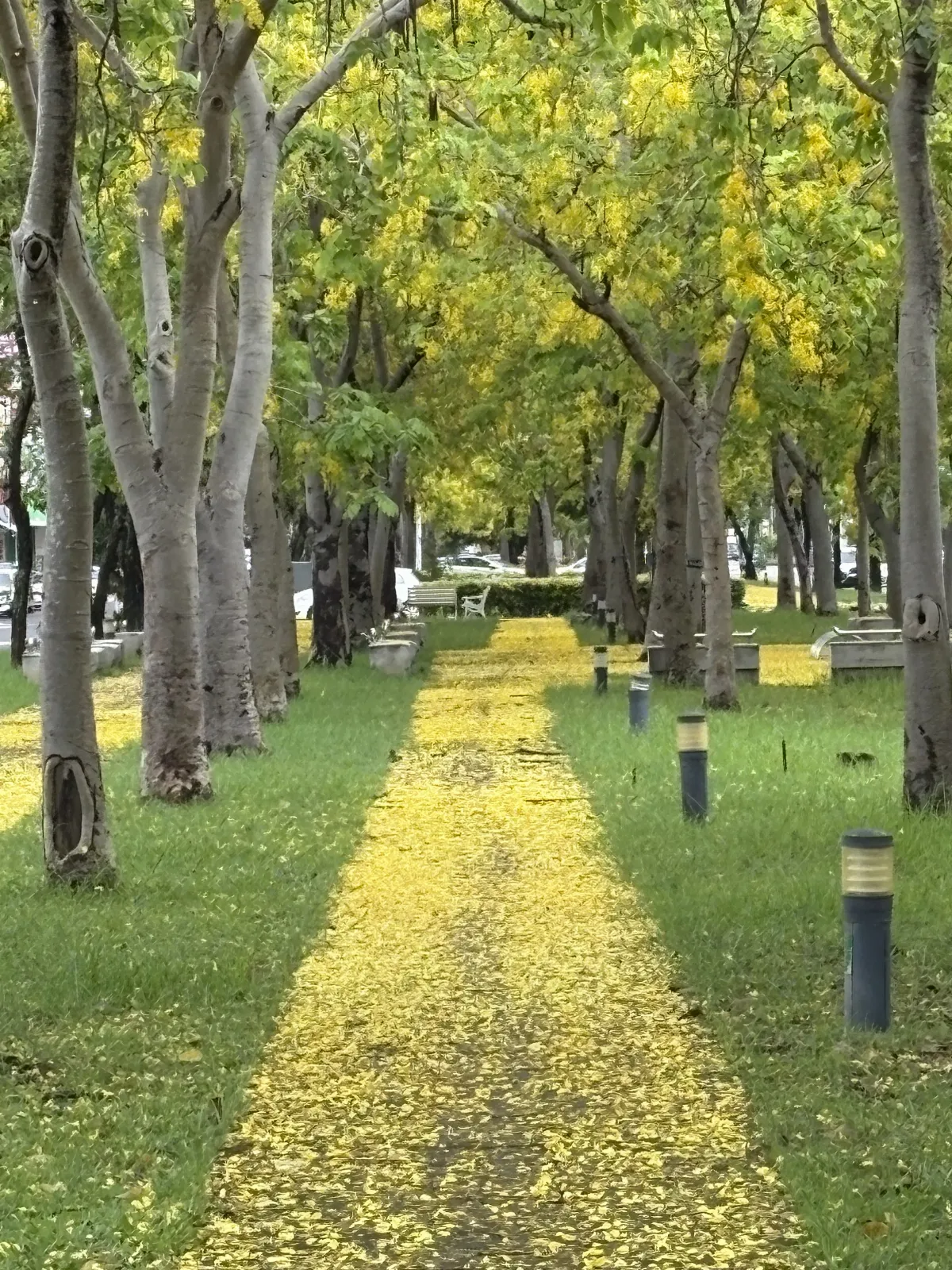 嘉義市季節美景 阿勃勒黃金地毯