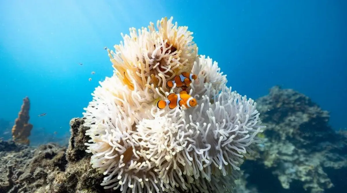 暖化加劇 動物變身求生存