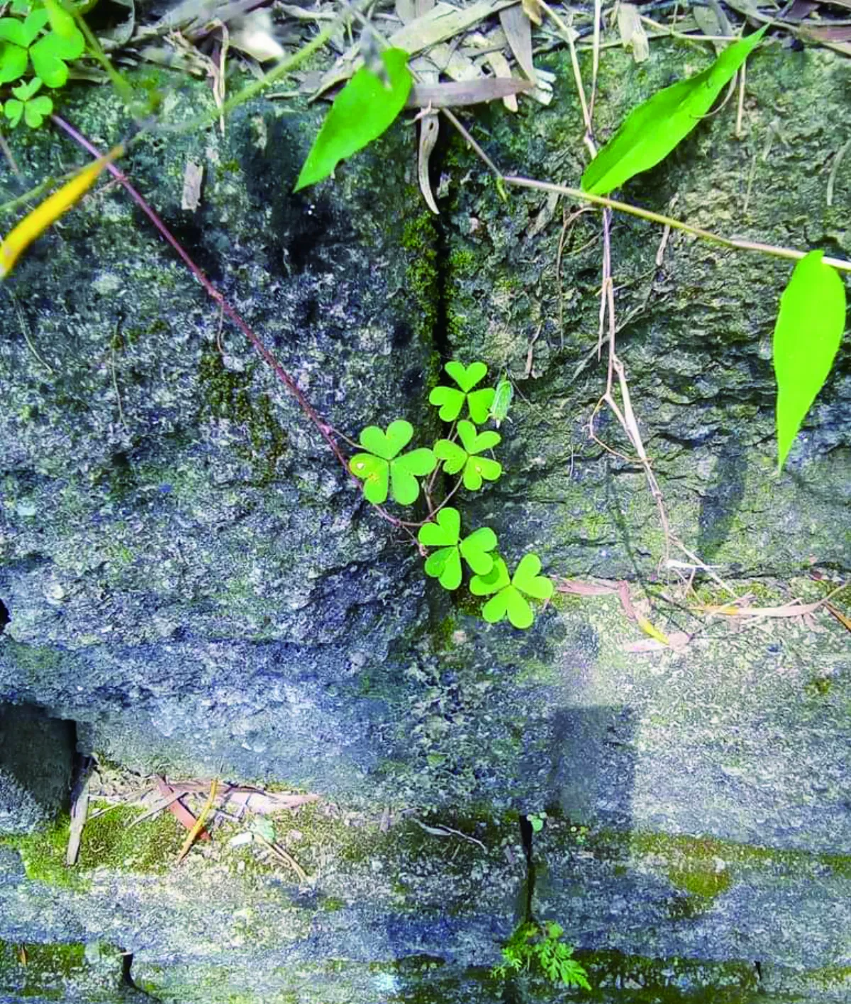 【詩】酢漿草