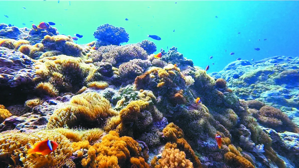 小丑島 重現生命力