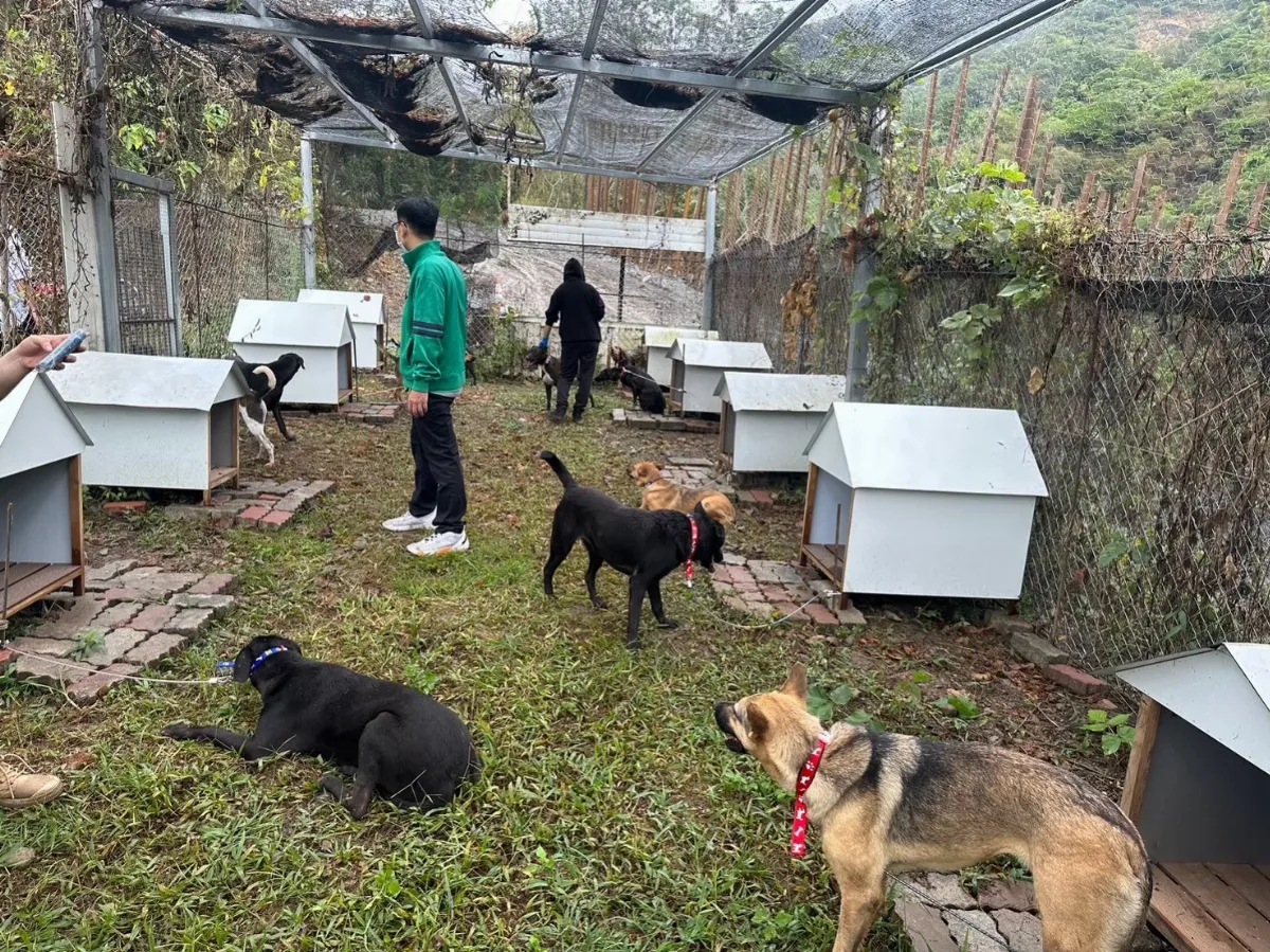 狗來富！ 精壯浪浪媒合成為守護芒果園的精兵