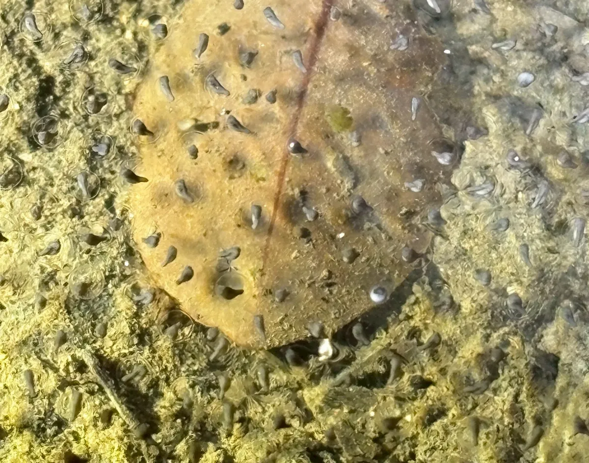 守護原生物種 壽山監控亞洲錦蛙入侵蹤跡